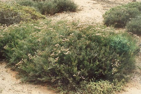 Limonium tuberculatum