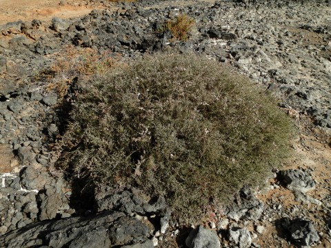 Limonium tuberculatum