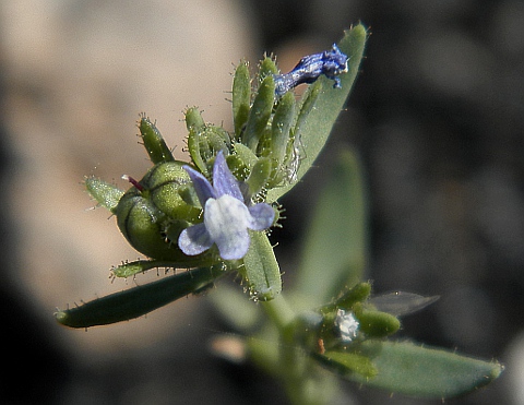 Linaria micrantha