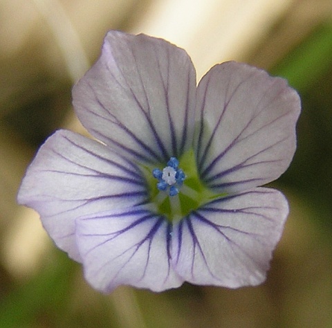 Linum bienne