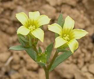 Flores de Linum strictum