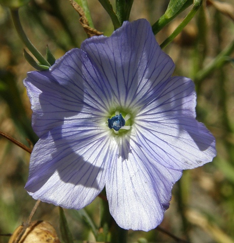 Linum usitatissimum