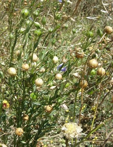 Linum usitatissimum