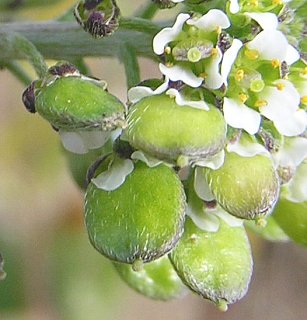 Frutos de Lobularia libyca