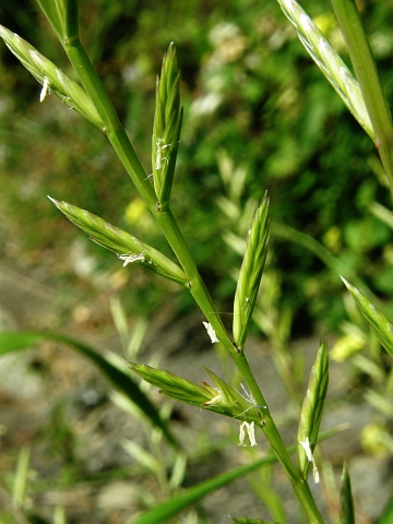 Lolium perenne