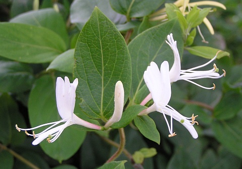 Lonicera japonica