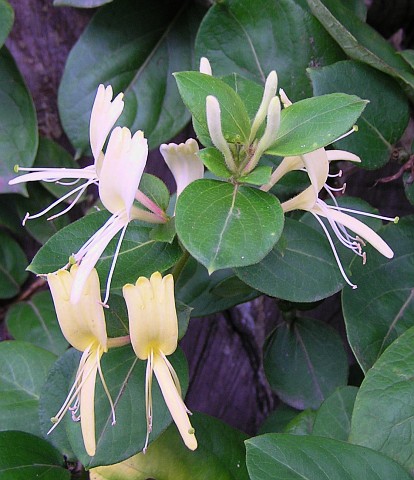 Lonicera
          japonica