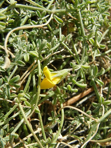 Lotus arinagensis