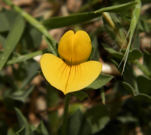 Lotus edulis