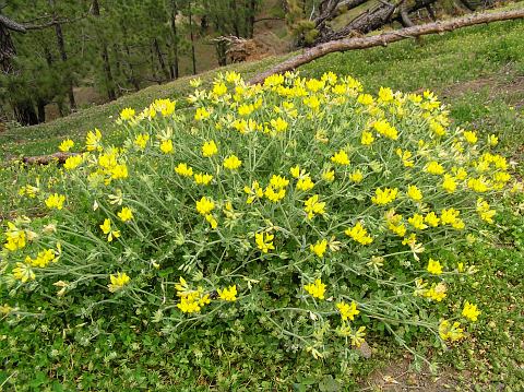 Lotus campylocladus ssp.hillebrandii