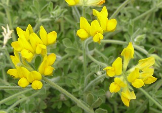 Lotus campylocladus ssp. hillebrandii