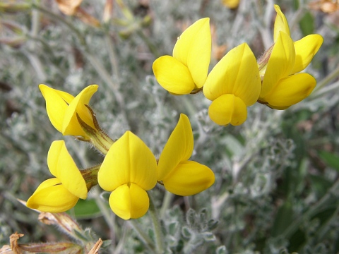 Flores de Lotus holosericeus