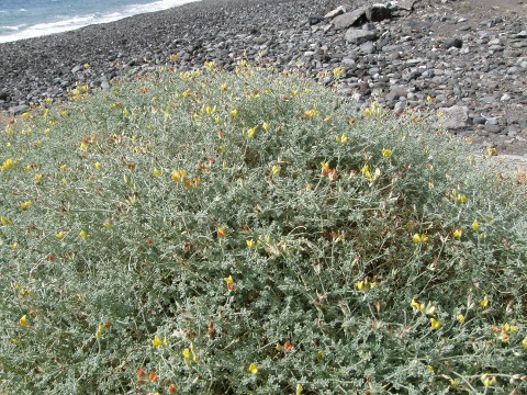 Lotus sessilifolius ssp.villosissimus