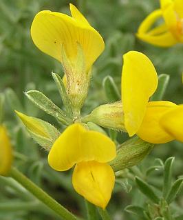 Flores de Lotus spartioides