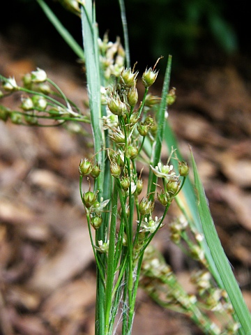 Luzula forsteri