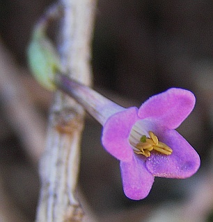 Flor de Lycium intricatum