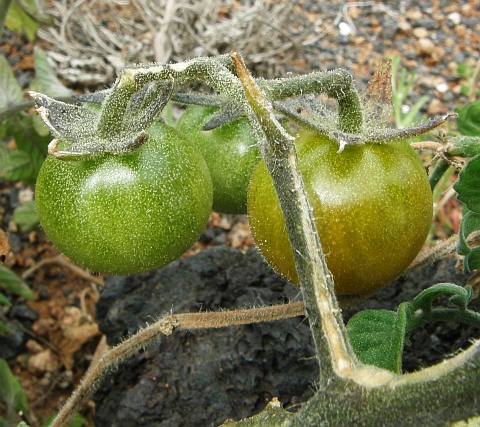 Frutos de Lycopersicon esculentum