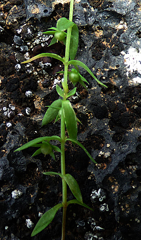 Lysimachia linum-stellatum