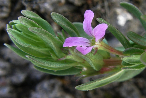 Lythrum hyssopifolia