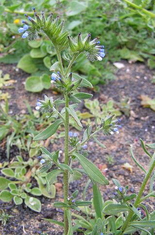 Mairetis microsperma