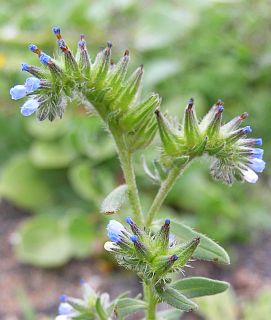 Inflorescencia de Mairetis microsperma