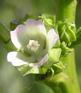 Malva parviflora