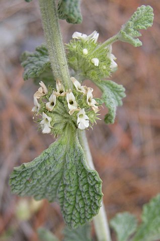 Marrubium vulgare