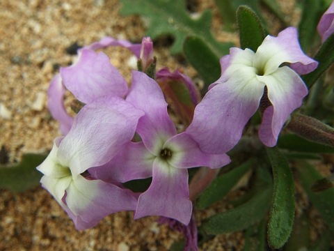 Flores de Matthiola bolleana