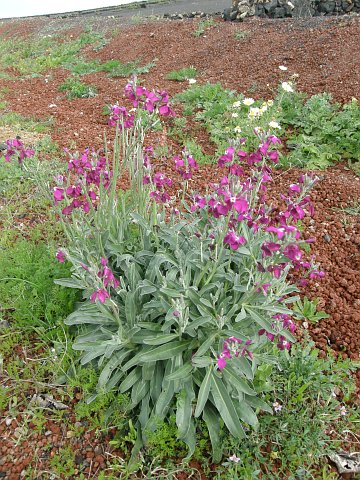 Matthiola incana