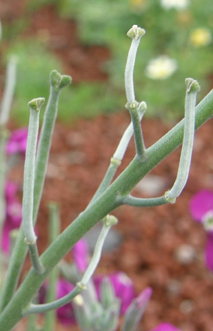 Frutos de Matthiola incana