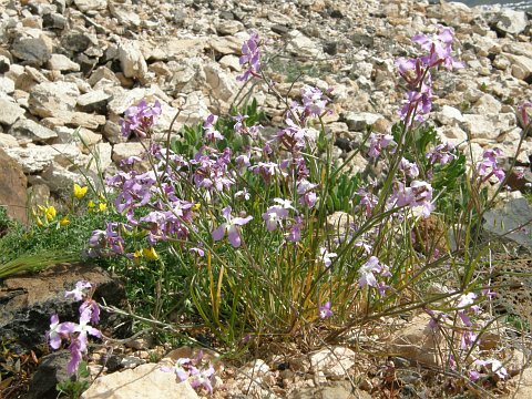 Matthiola longipetala ssp.viridis