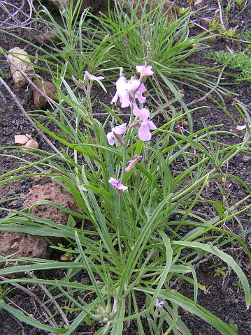 Matthiola longipetala ssp.viridis