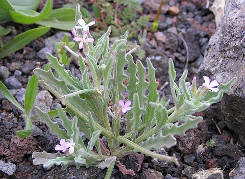 Matthiola parviflora