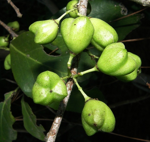 Gymnosporia
              cassinoides