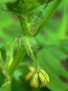 Medicago arabica