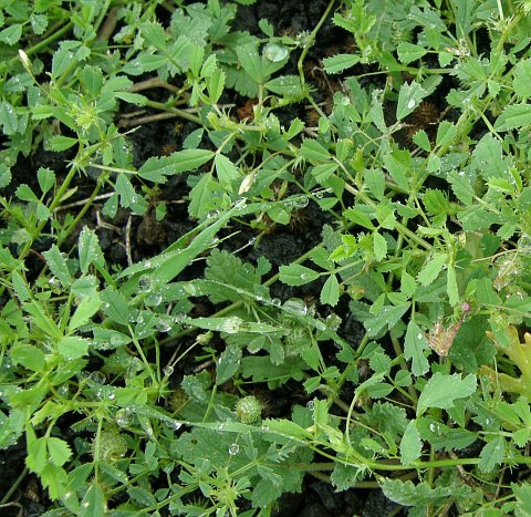 Medicago laciniata