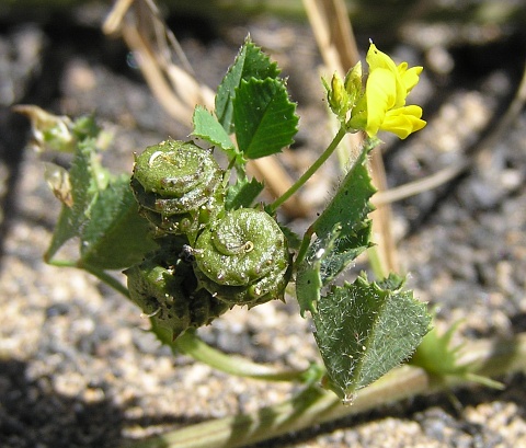 Medicago littoralis