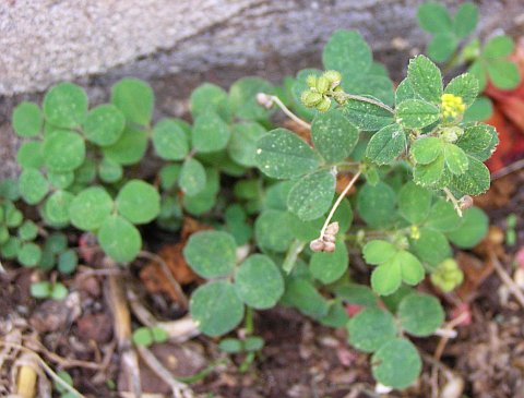 Medicago lupulina