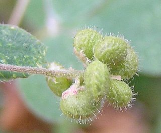 Frutos de Medicago lupulina