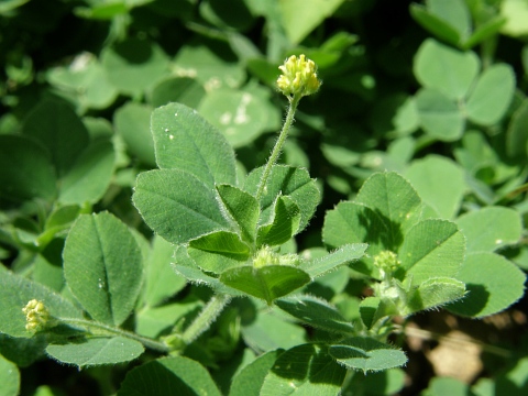 Medicago lupulina