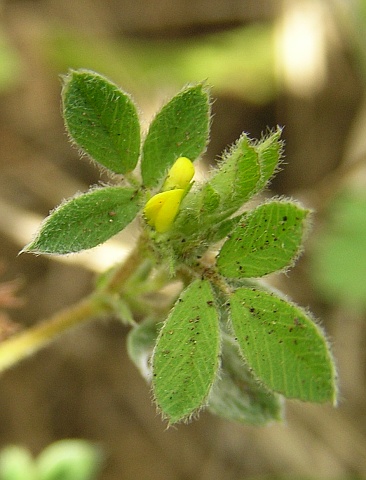 Medicago minima