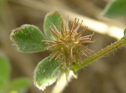 Frutos de Medicago minima