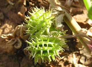 Frutos de Medicago polymorpha