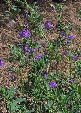 Medicago sativa