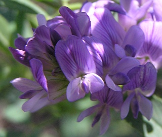 Medicago sativa