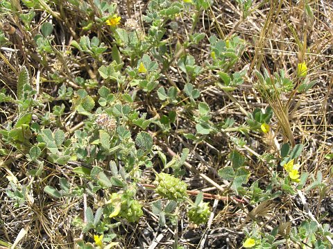 Medicago truncatula