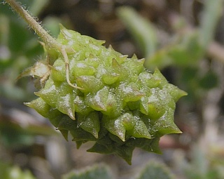 Fruto de Medicago truncatula