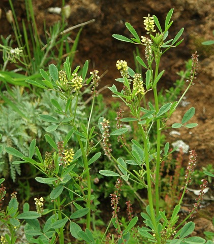 Melilotus indicus