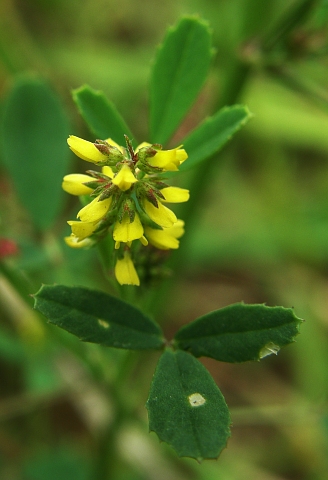 Melilotus indicus