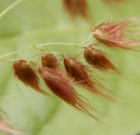 Espiguillas de Melinis repens